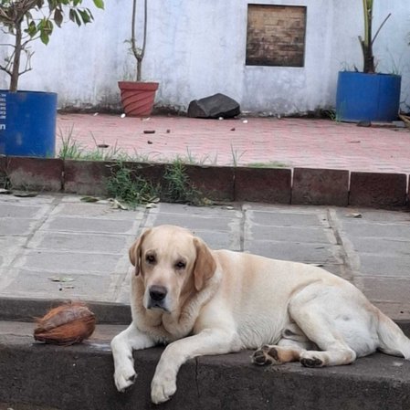 Labrador Retriever Dogs For Mating In Kolhapur