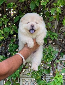 Chow chow dog price in indore clearance