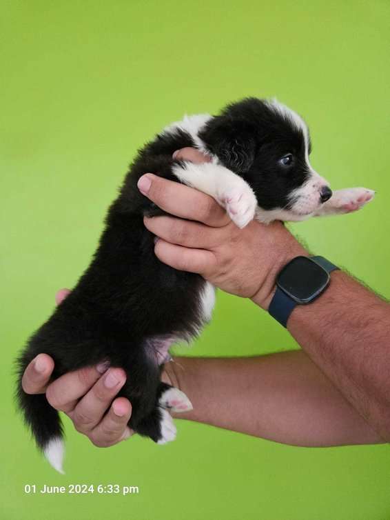 Border Collie For Sale In Jaipur