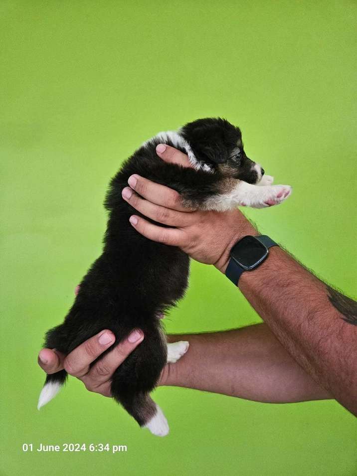 Border Collie For Sale In Jaipur