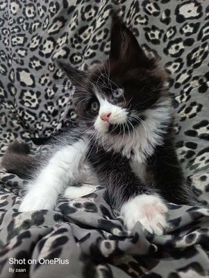 Maine Coon For Sale In Indore