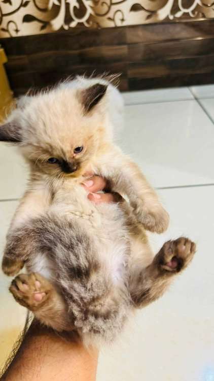 Mr n Mrs Pet
