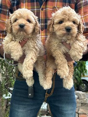 Mr n Mrs Pet