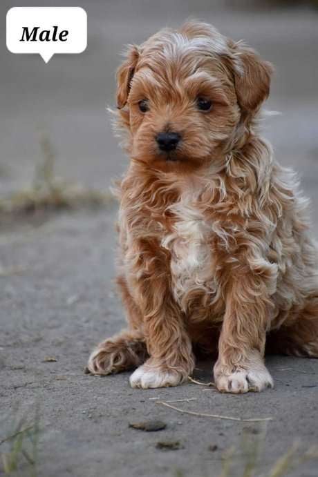 Maltipoo For Sale In Bangalore