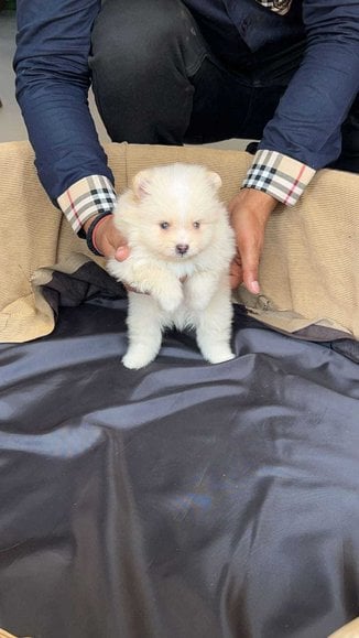 Culture Pomeranian For Sale In Delhi