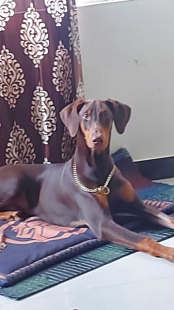 Doberman Pinscher Dogs For Mating In Bangalore