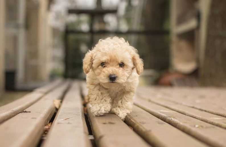 How Much Does a Toy Poodle Puppy Cost in India, and a Guide to Maintenance Costs