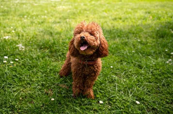 How Much Does a Toy Poodle Puppy Cost in India, and a Guide to Maintenance Costs