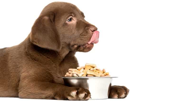 Best Diet Plan For Labrador Retriever In 2025