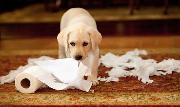 How to Potty Train a Puppy Fast – Expert-Approved Methods