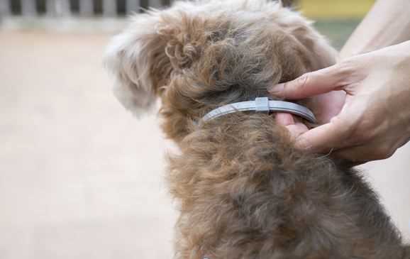 Must-Have Monsoon Essentials for Your Pets