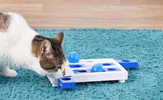 Must-Have Monsoon Essentials for Your Pets