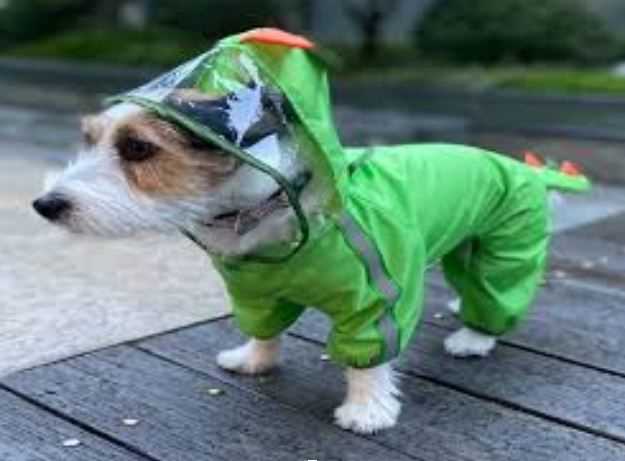 Monsoon Care Guide for First-Time Pet Parents