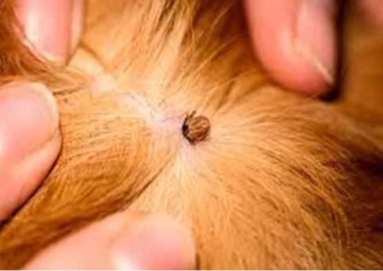 Monsoon Care Guide for First-Time Pet Parents
