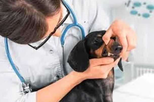 Monsoon Care Guide for First-Time Pet Parents