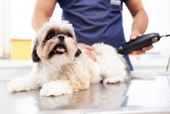 How to Take Care of Dogs During Monsoon – Expert Tips for a Healthy Pet