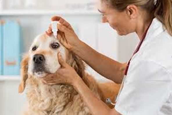 How to Take Care of Dogs During Monsoon – Expert Tips for a Healthy Pet