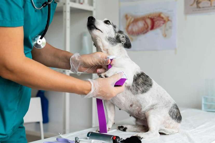 Dog Vaccination Guide: Schedule, Cost and After Effects