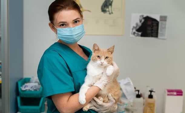 Cat Vaccination Guide: Schedule, Cost and After Effects
