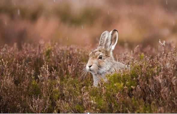Monsoon Care Tips for Small Pets - Rabbits, Hamsters, Guinea Pigs