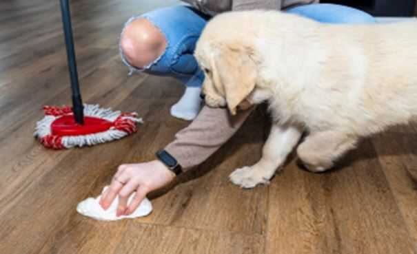 Home Cleaning Tips in Monsoon with Pets: Keep Your Home Fresh, Dry, and Odour-Free