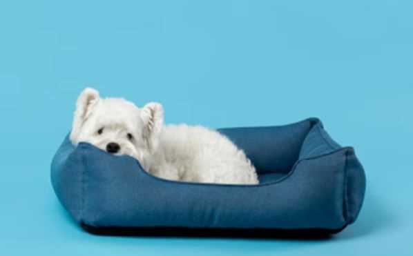 Home Cleaning Tips in Monsoon with Pets: Keep Your Home Fresh, Dry, and Odour-Free
