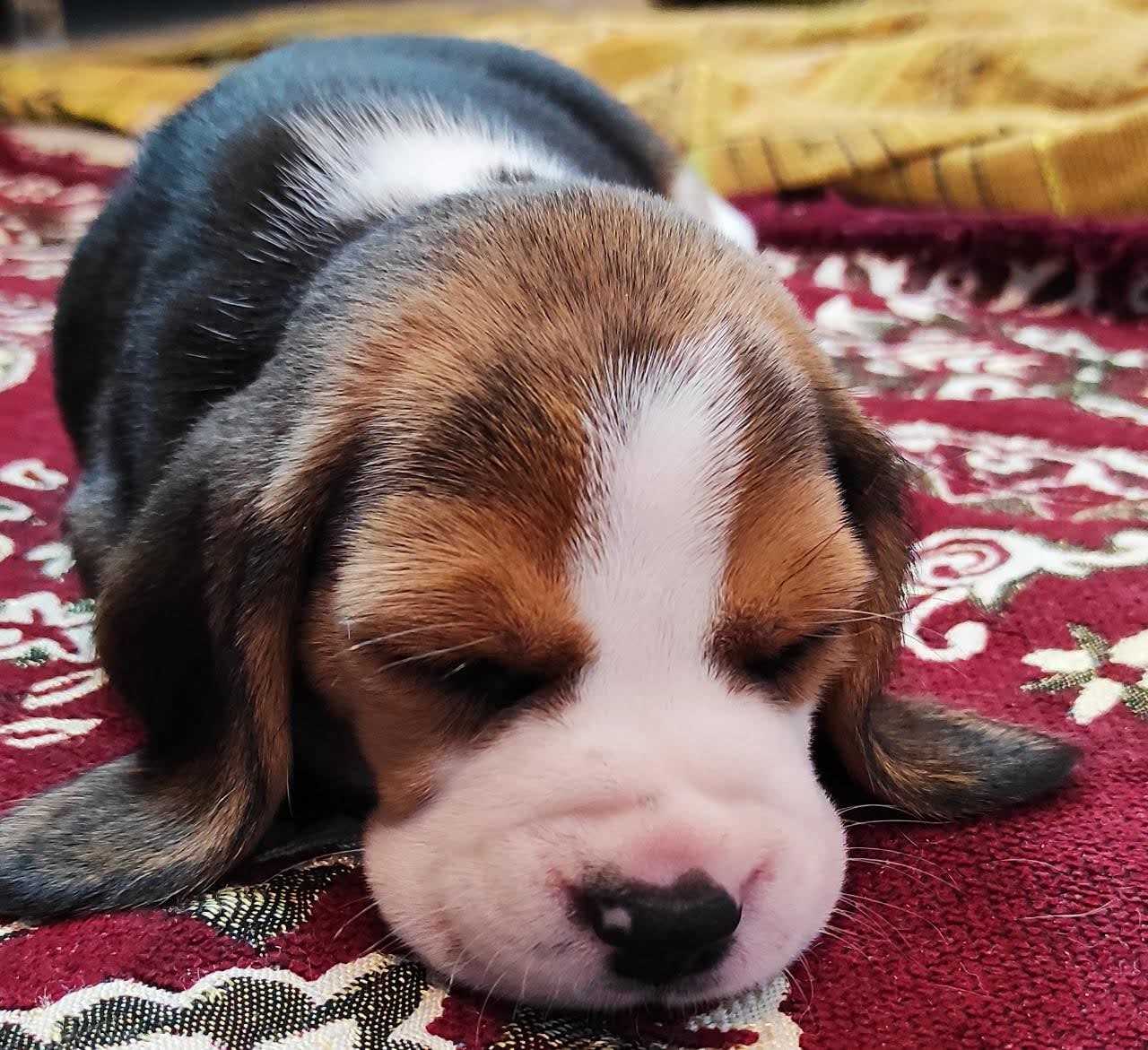 Beagle For Sale In Rajahmundry