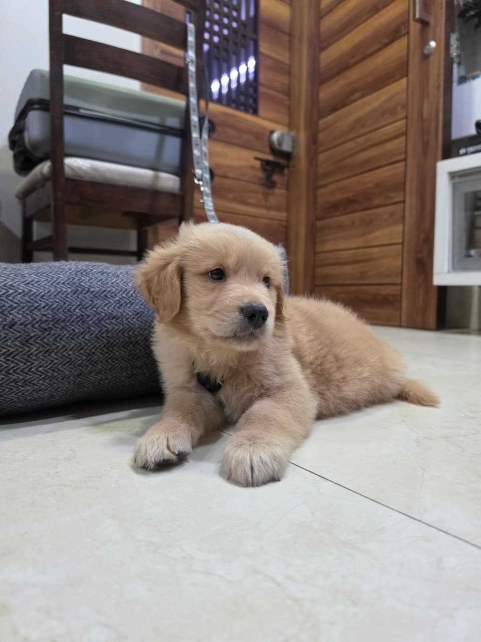 Golden Retriever For Sale In Mumbai