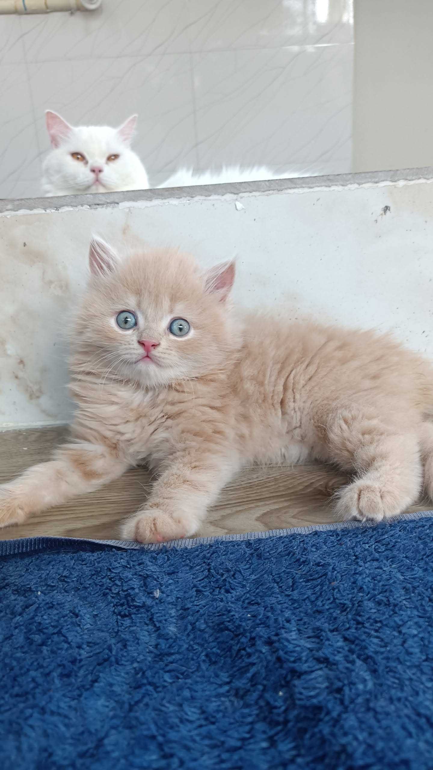 Persian For Sale In Chitradurga