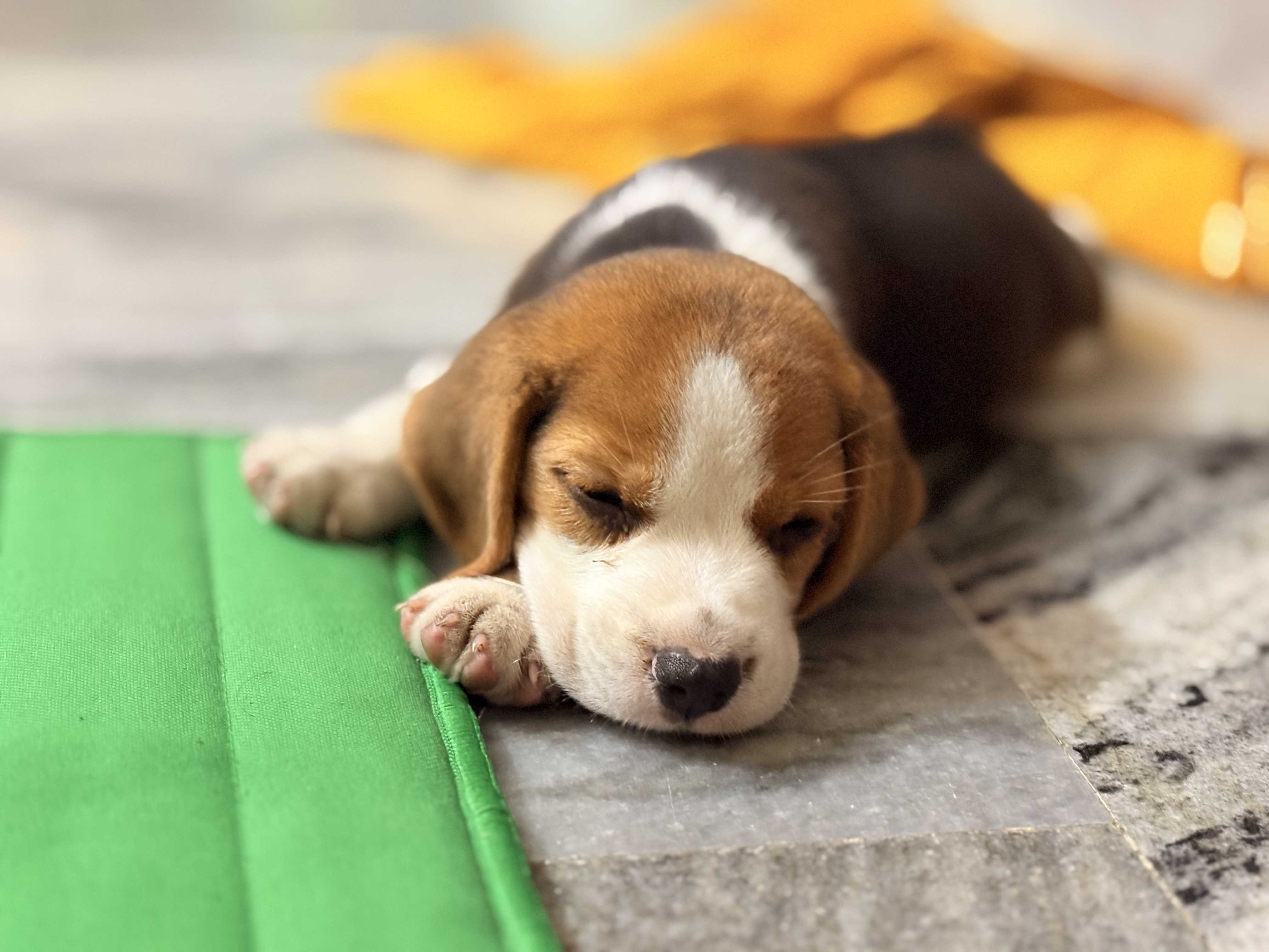 Beagle For Sale In Medchal