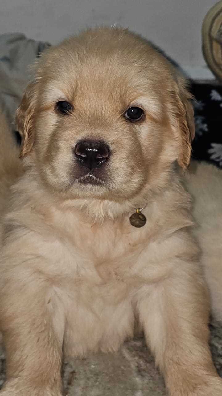 Golden Retriever For Sale In Dimapur