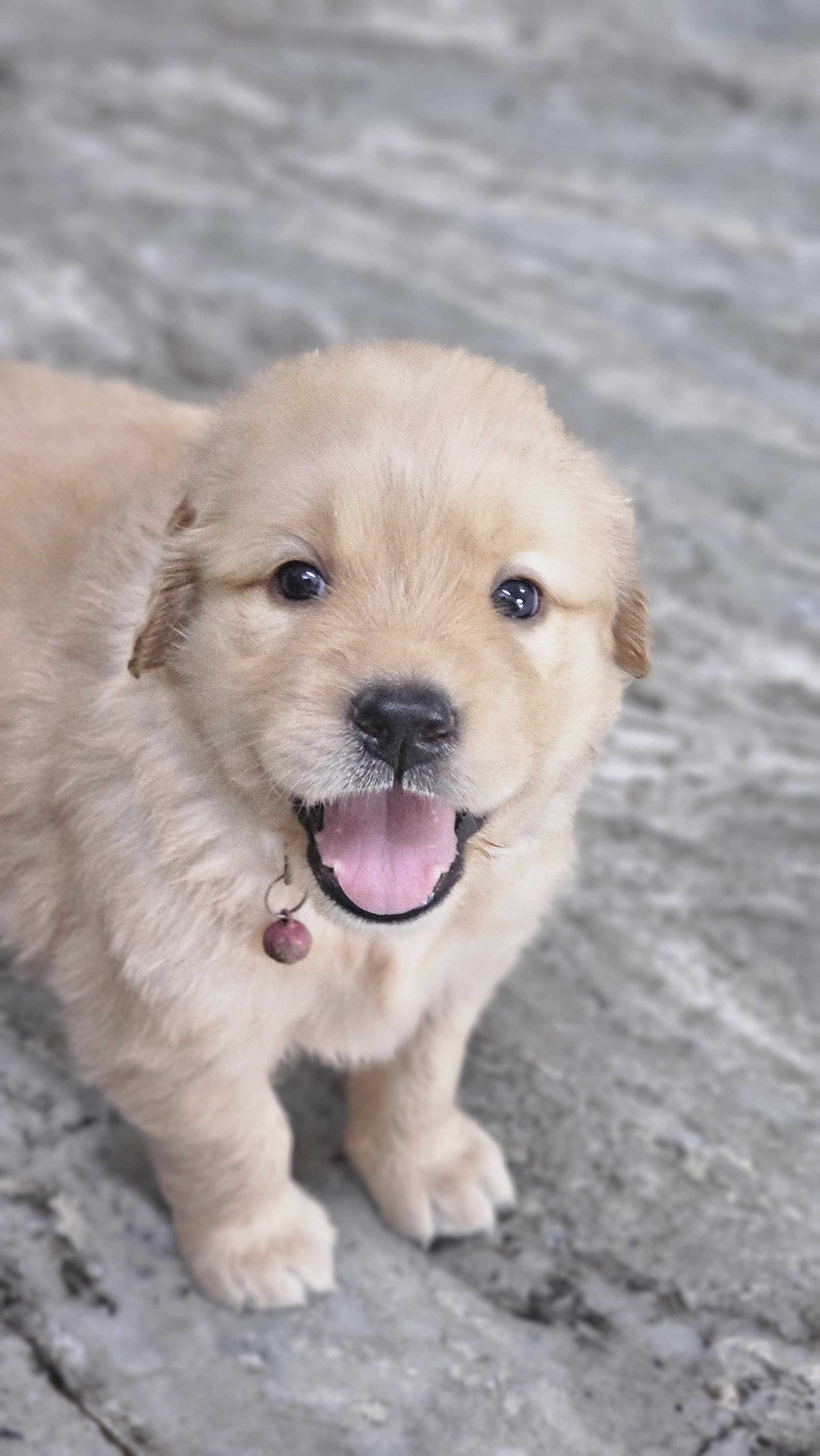 Golden Retriever For Sale In Aizawl
