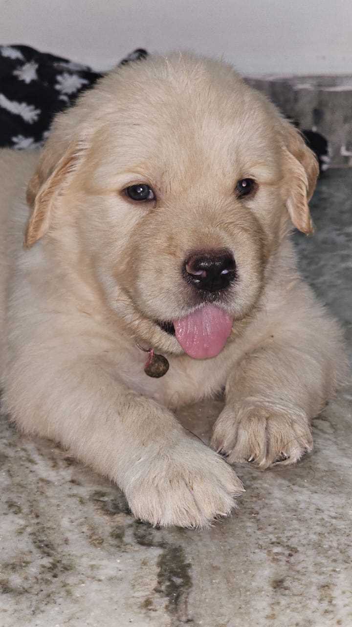 Golden Retriever For Sale In Imphal