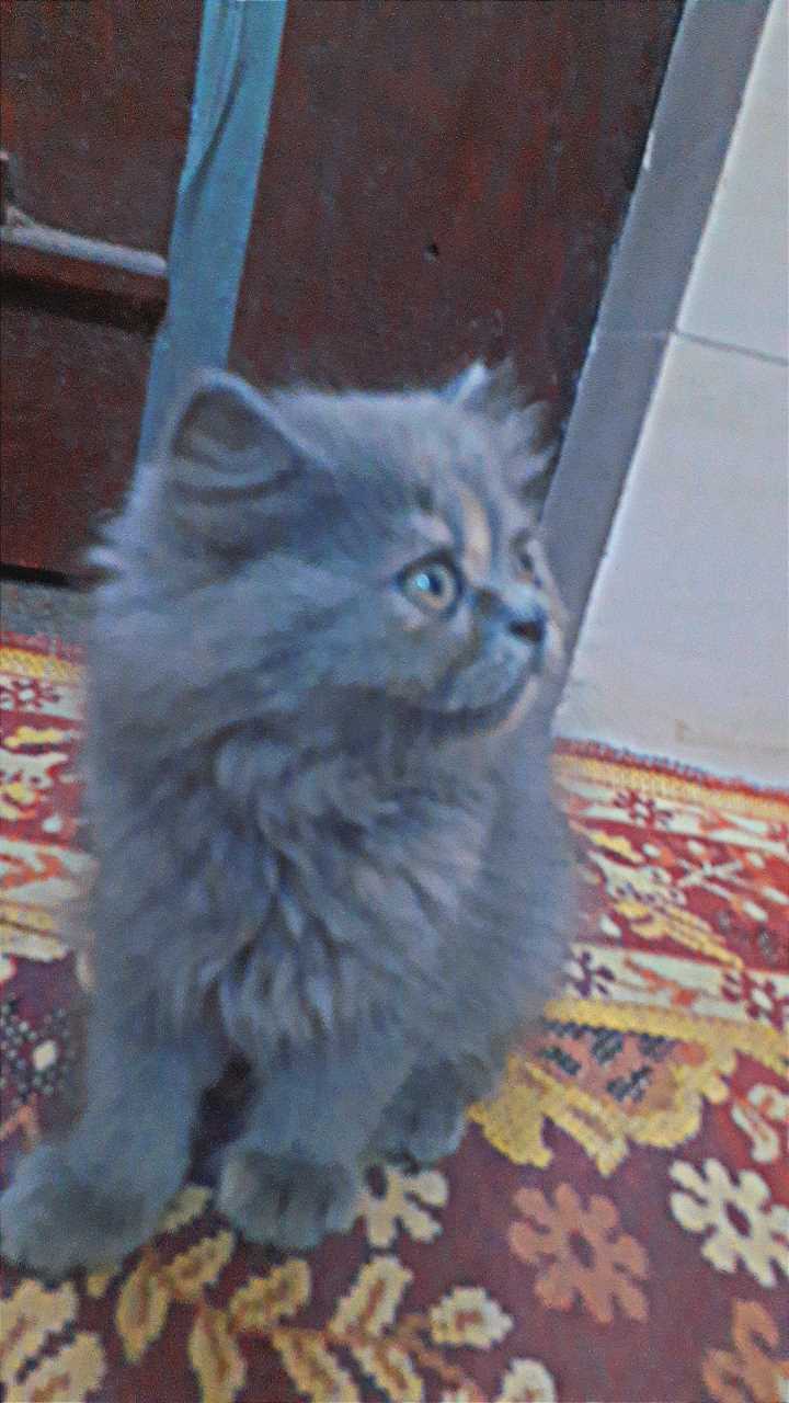 Persian For Sale In Ghaziabad