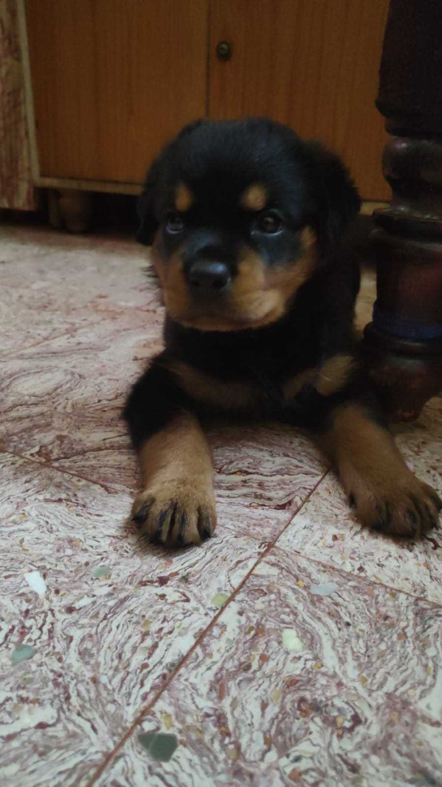 Rottweiler For Sale In Jorhat