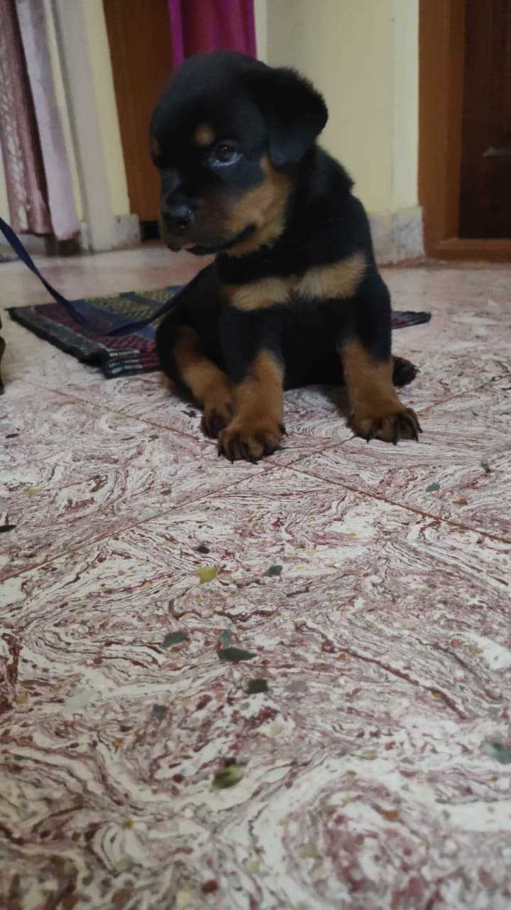 Rottweiler For Sale In Bangalore