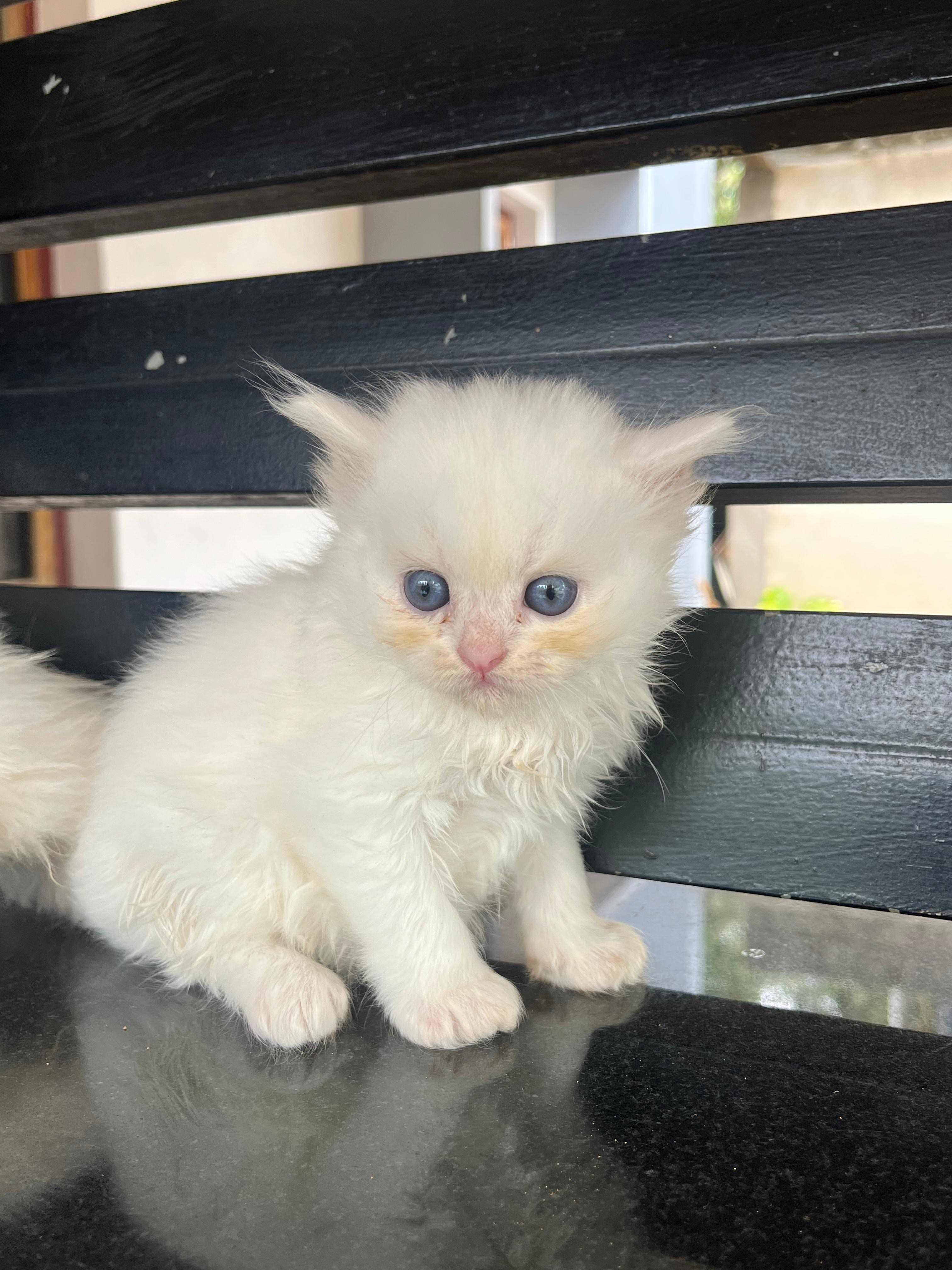 Persian For Sale In Udupi