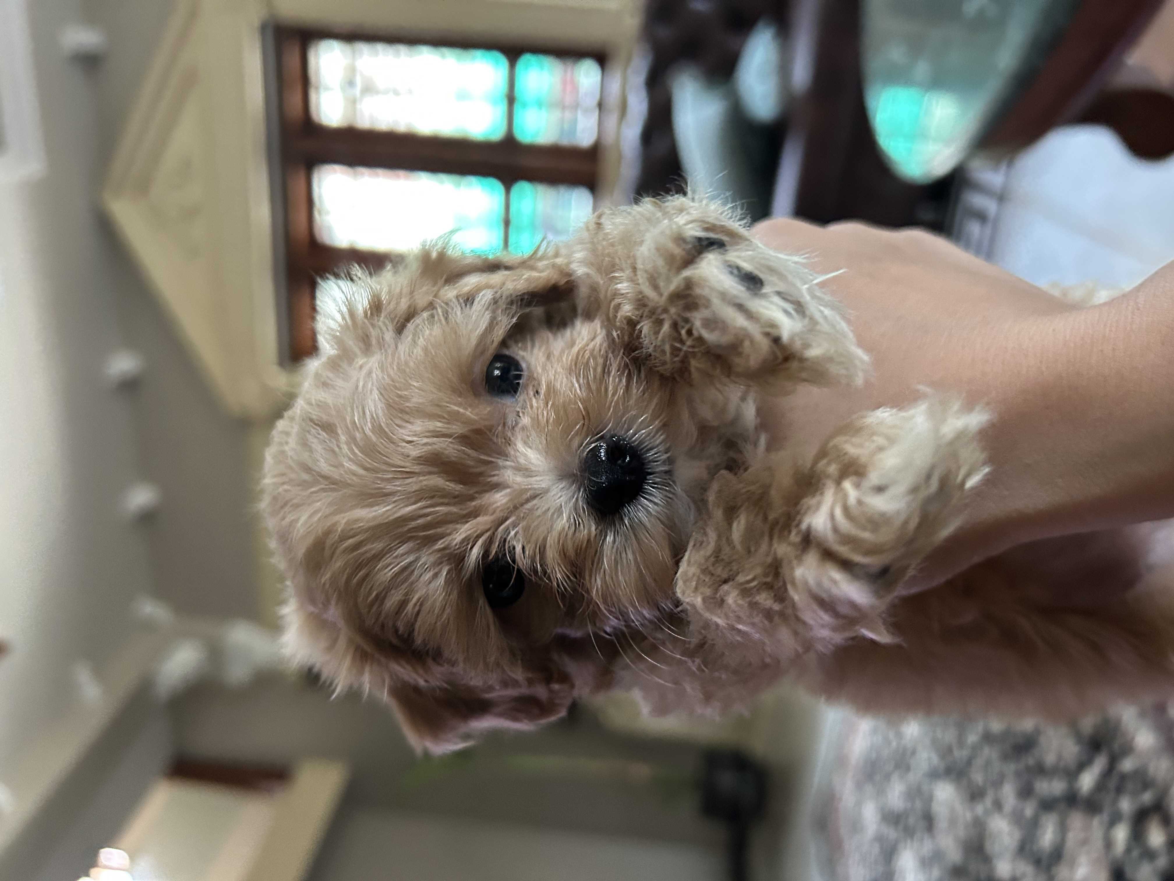 Maltipoo For Sale In Ahmedabad