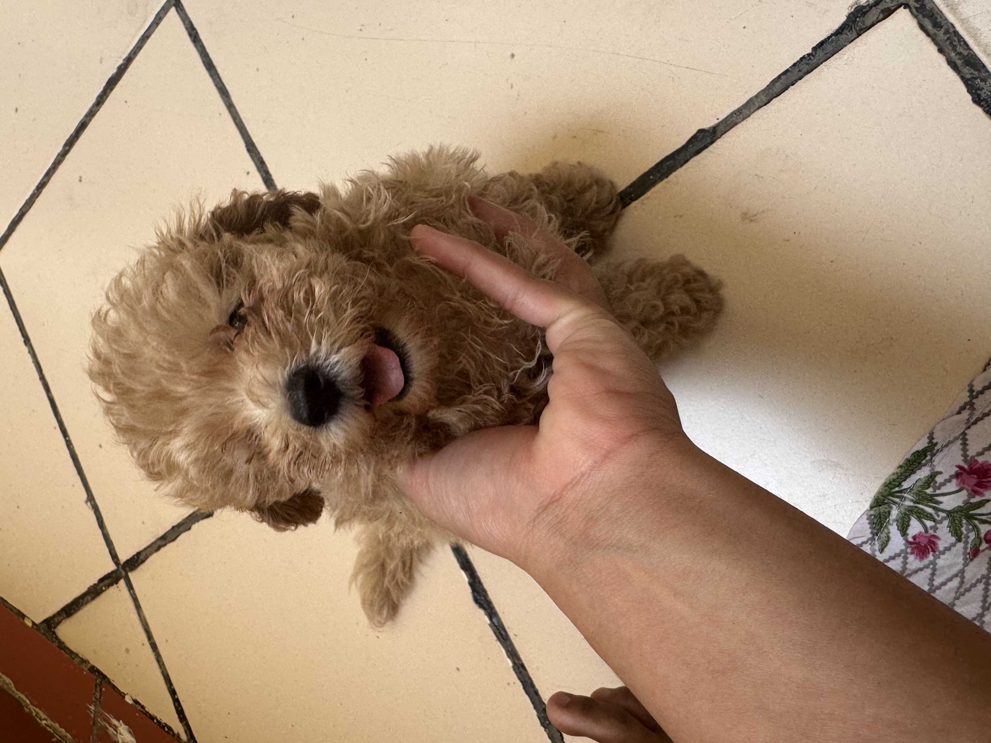 Maltipoo For Sale In Hyderabad