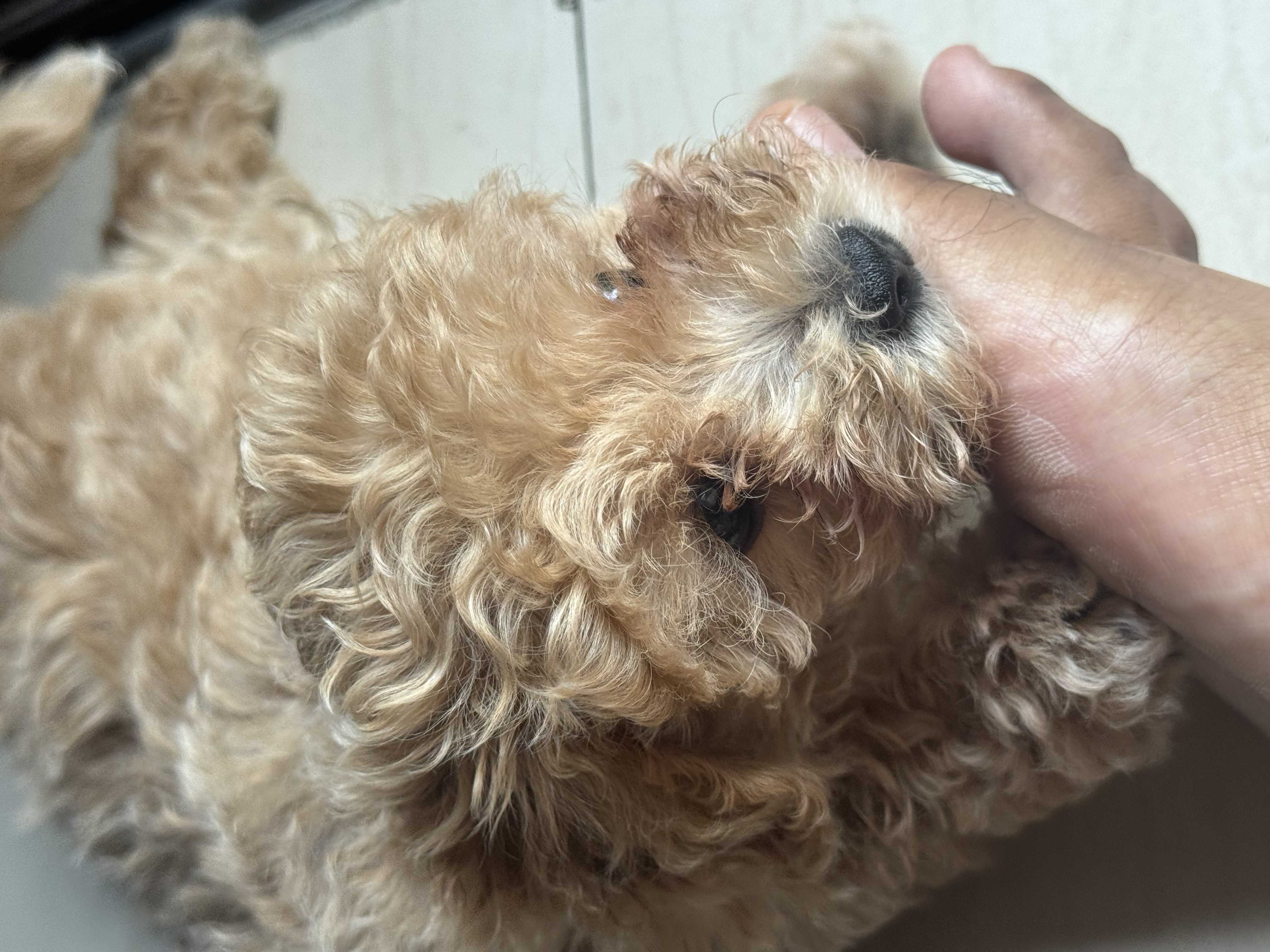 Maltipoo For Sale In Hyderabad