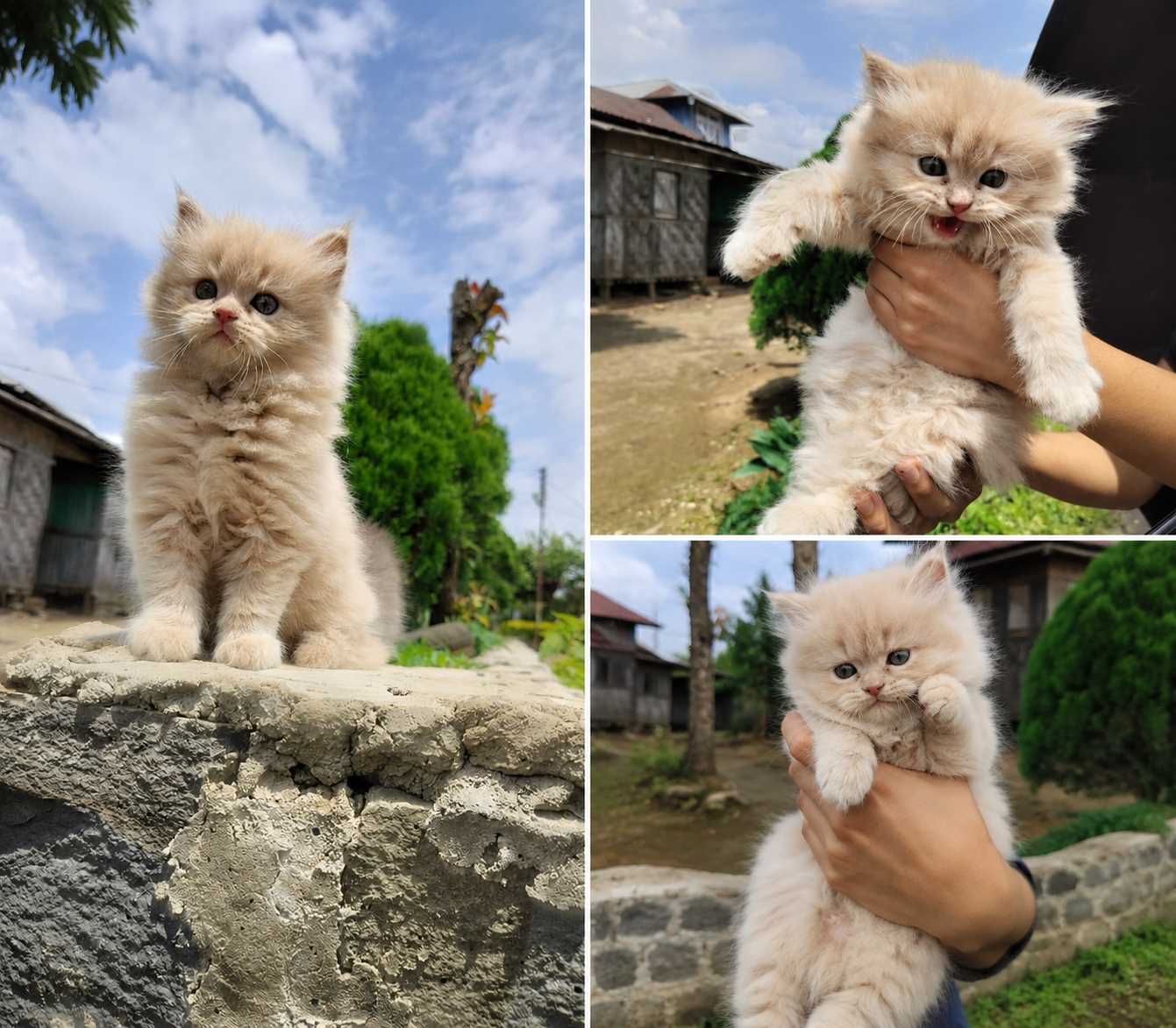 Persian For Sale In Mokokchung