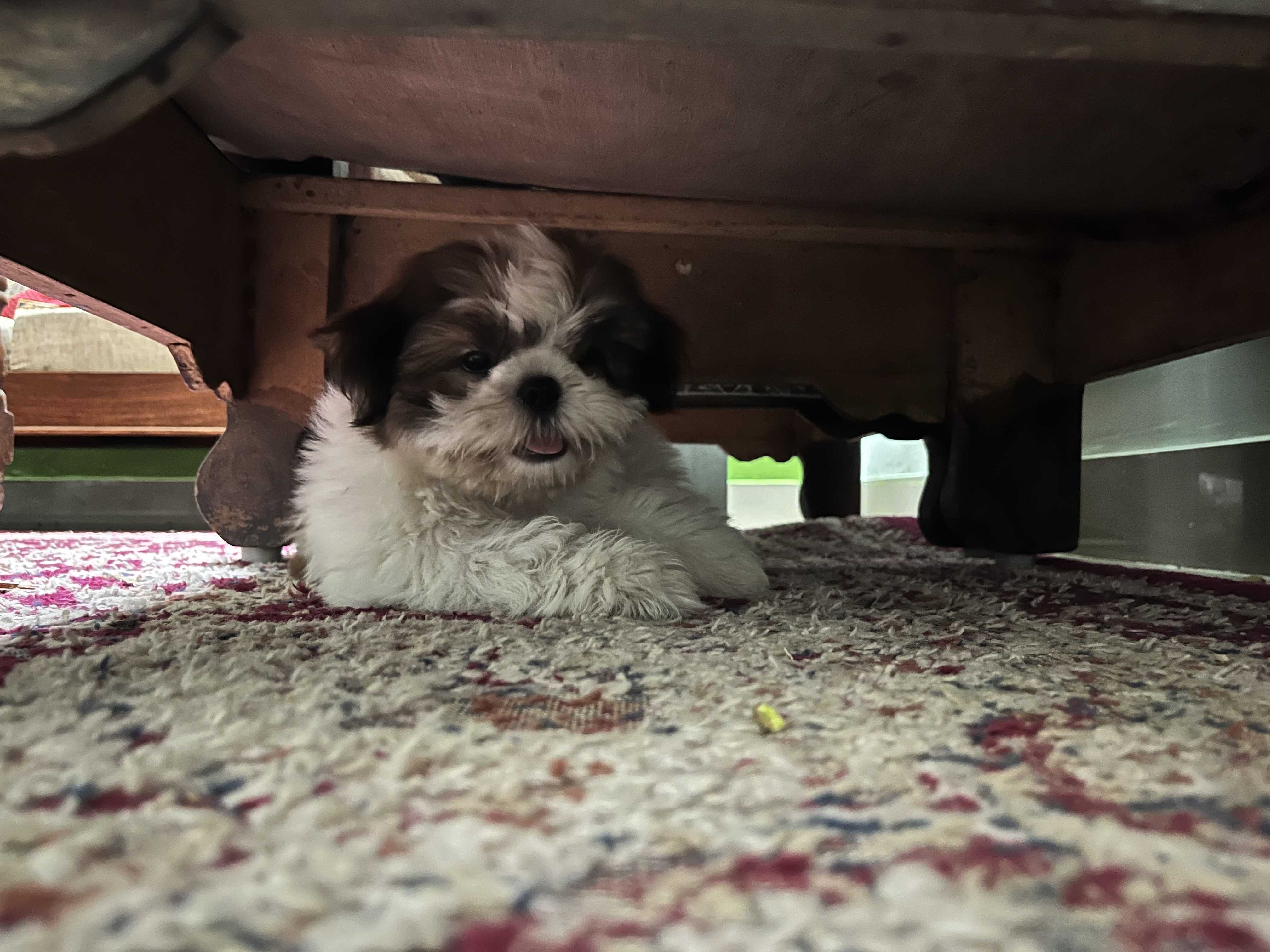 Shih Tzu For Sale In Hyderabad