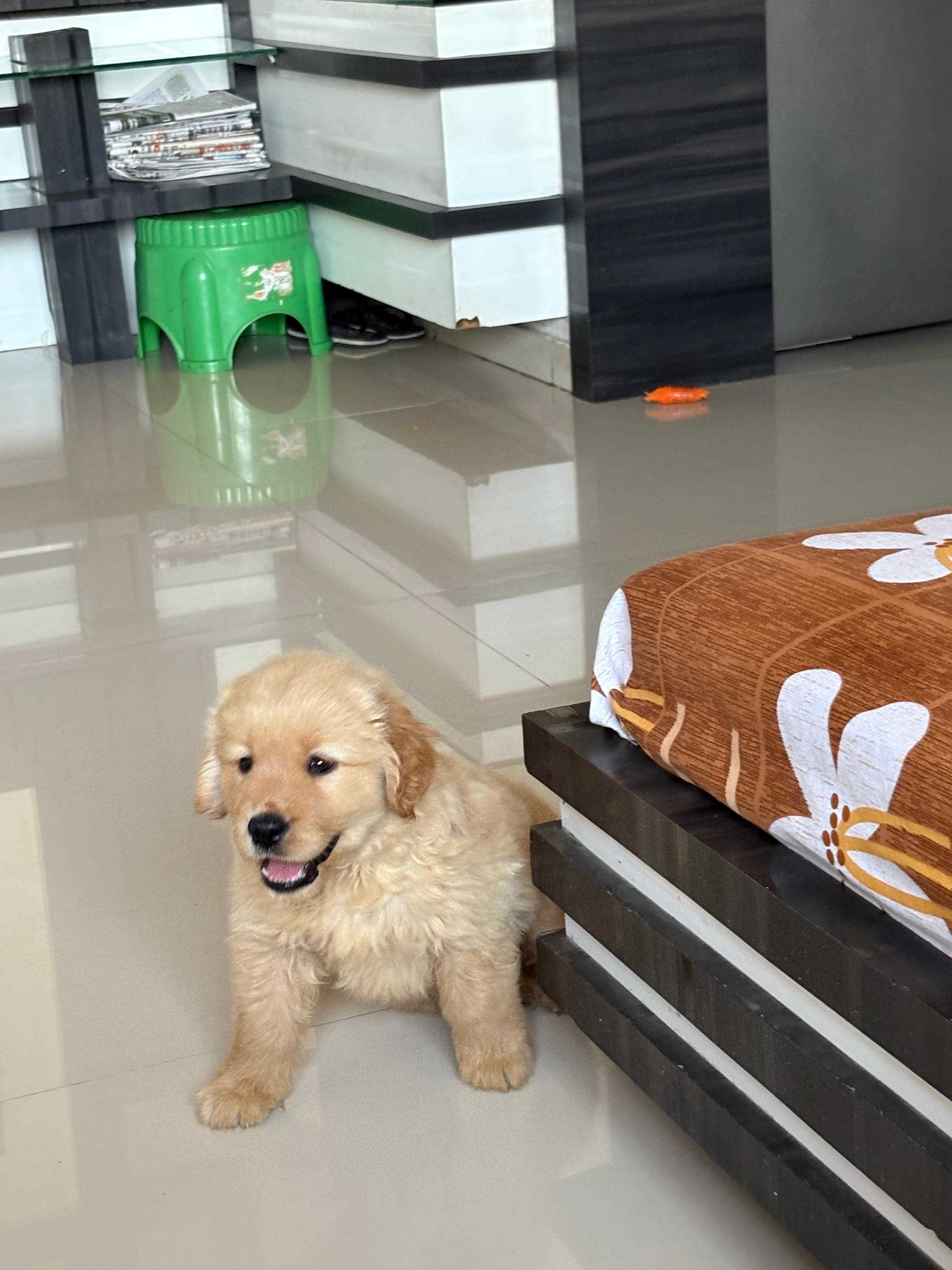 Golden Retriever For Sale In Surat