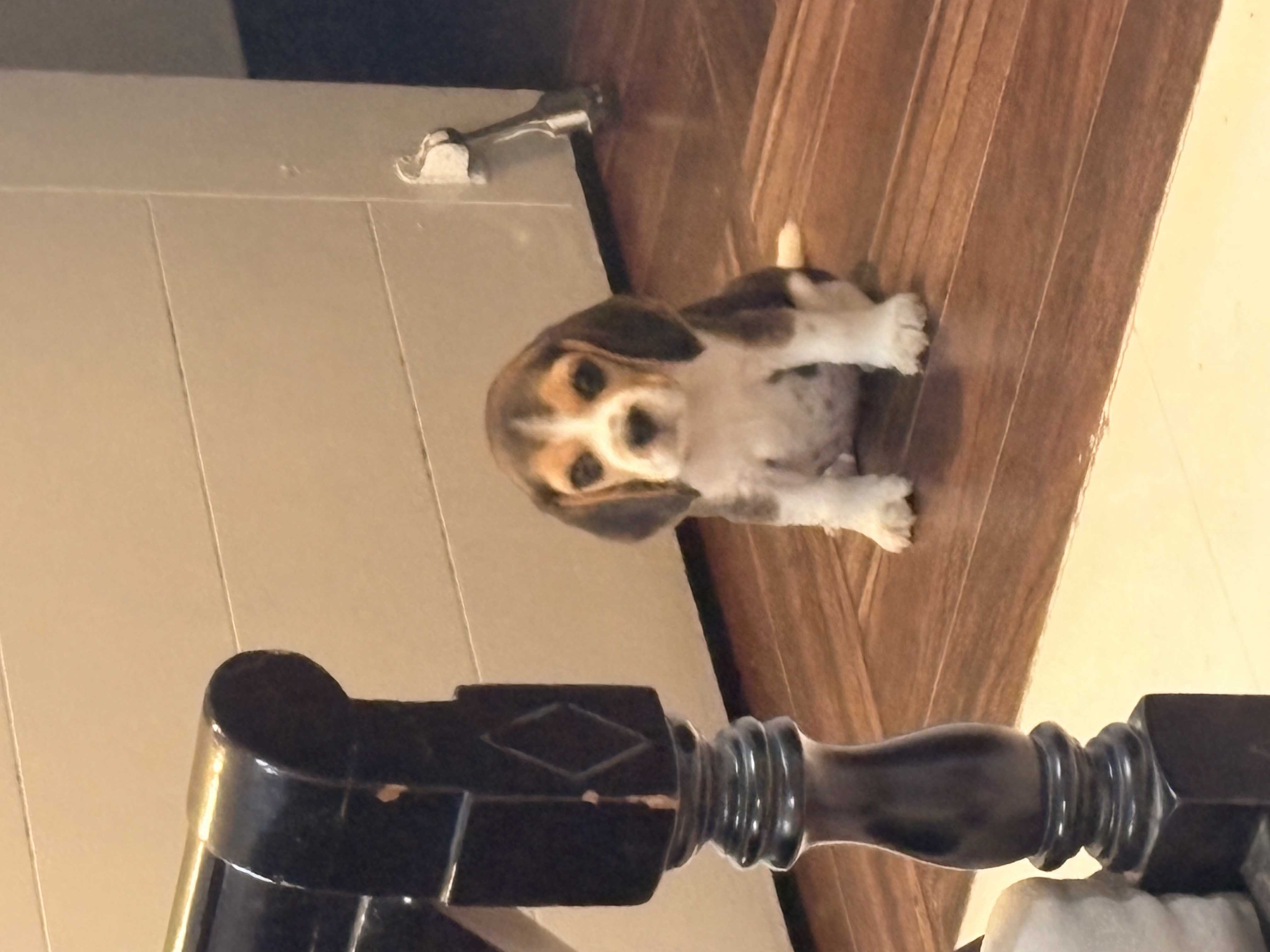 Beagle For Sale In Imphal