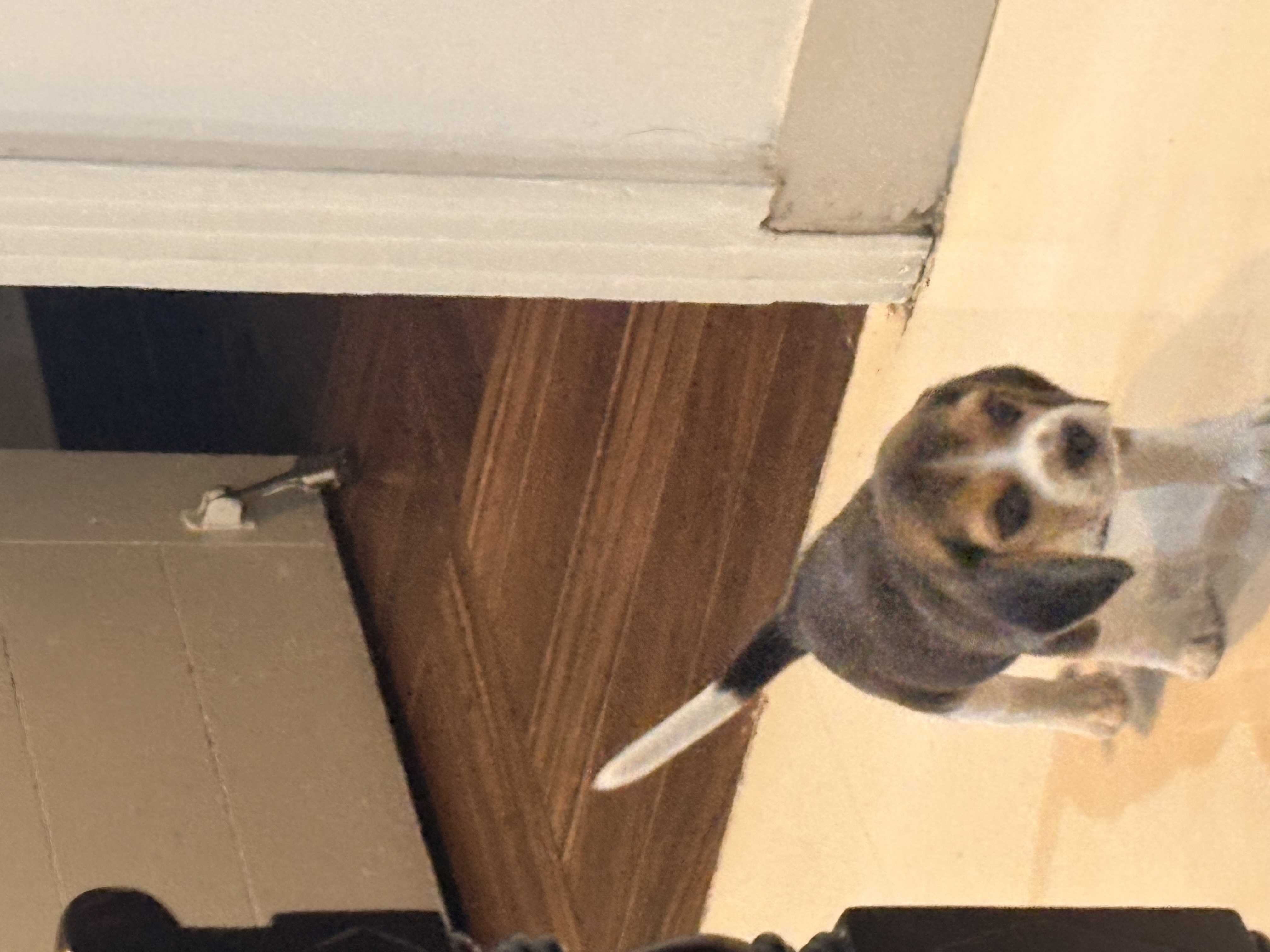 Beagle For Sale In Imphal