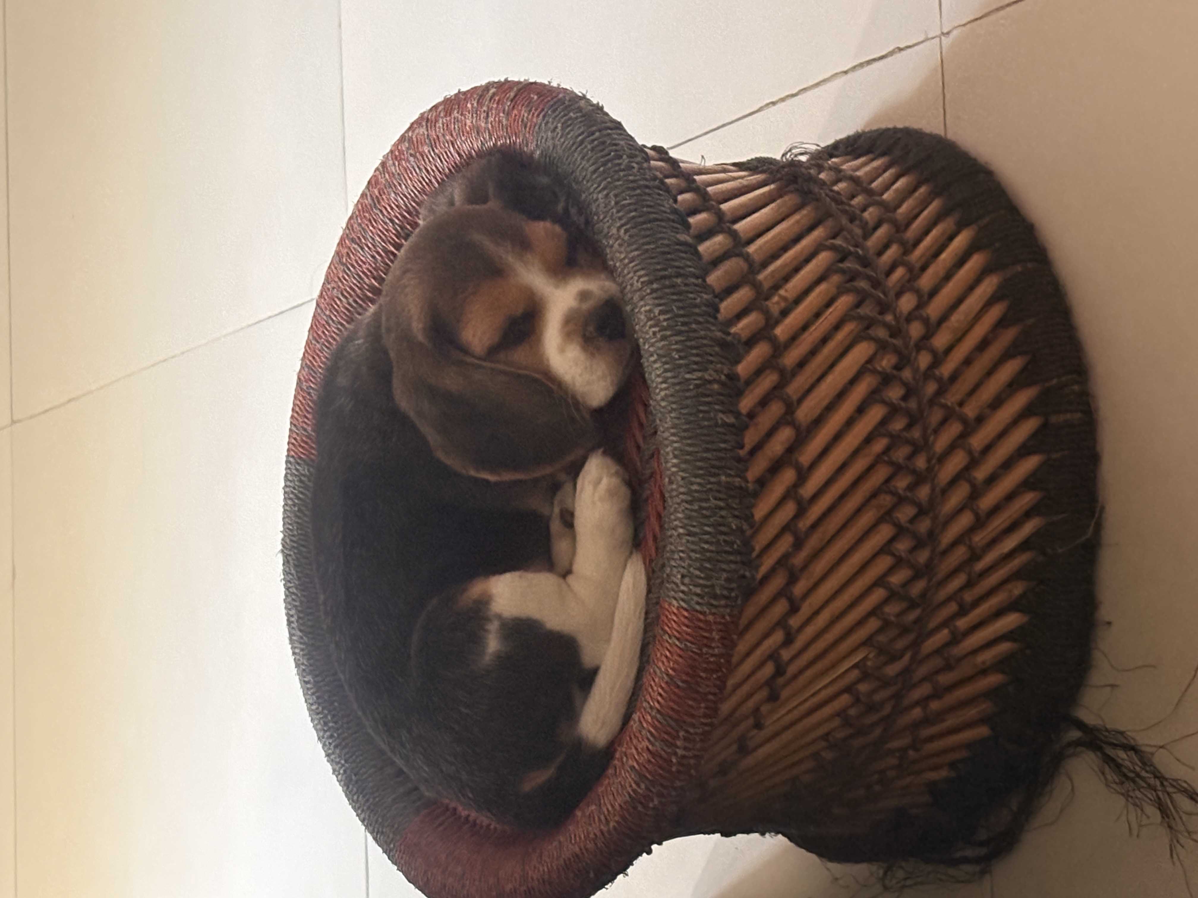 Beagle For Sale In Imphal