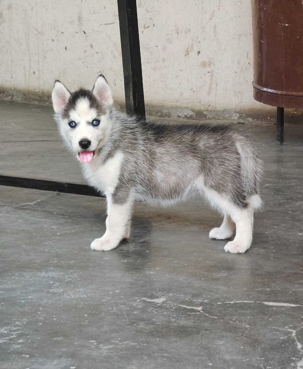 Siberian Husky For Sale In Bhubaneswar