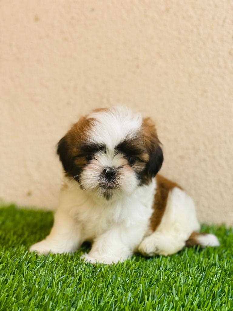 Shih Tzu For Sale In Delhi