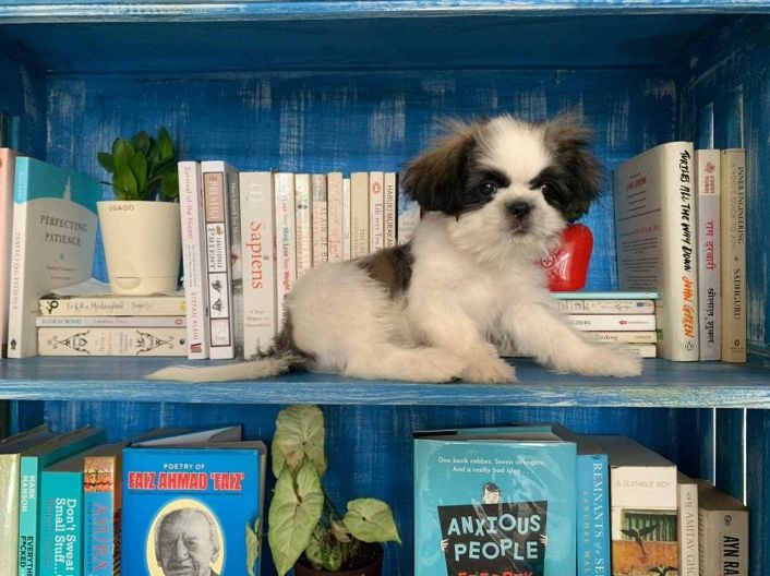 Shih Tzu For Sale In Delhi