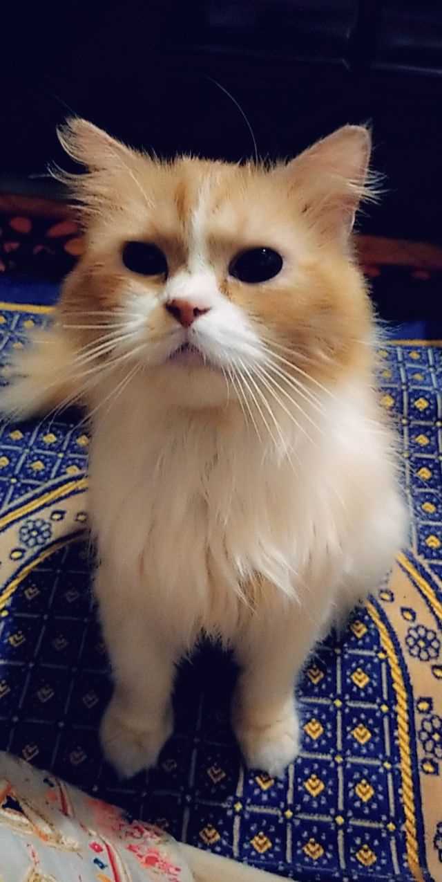 Persian For Sale In Allahabad